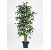 Бамбук Новый гигантский Treez Collection 10.35308N